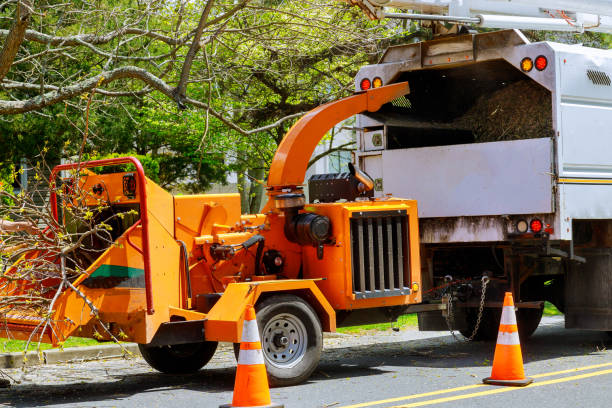 Tree and Shrub Care in Lakeland, MN