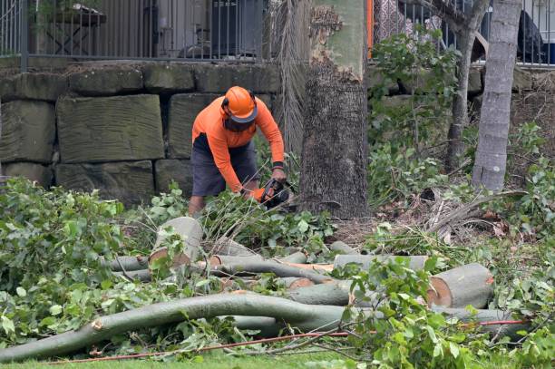 Reliable Lakeland, MN Tree Services Solutions